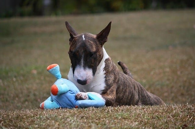 dog-food-for-bull-terrier-1_nl.jpg