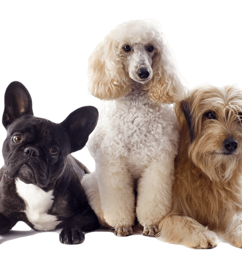Hond
